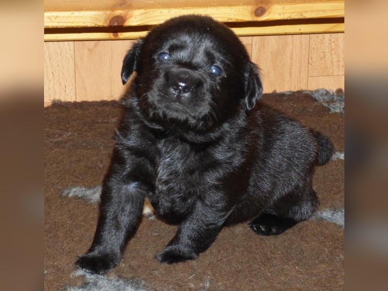 Wir planen Welpen in Schwarz und Gelb zu Anfang Mai