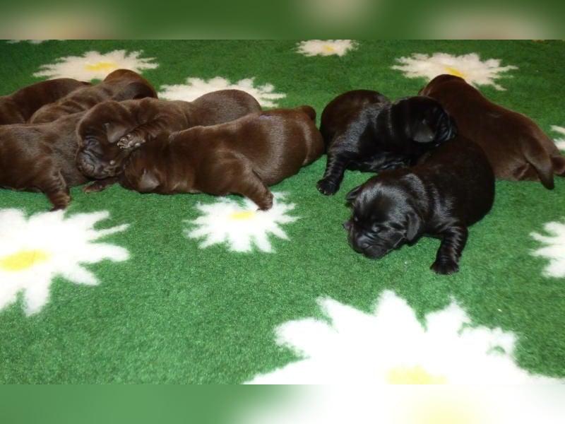 Eine Hündin in Chocolate sucht ihre Familie