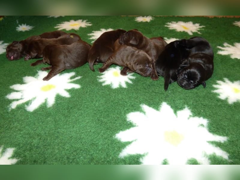 Eine Hündin in Chocolate sucht ihre Familie