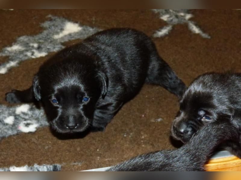 Wir planen Welpen in Schwarz und Gelb zu Anfang Mai