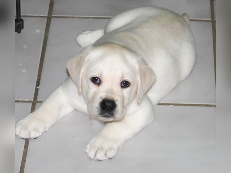 Wir planen Welpen in Schwarz und Gelb zu Anfang Mai