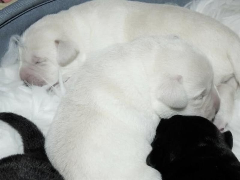 Wir planen Welpen in Schwarz und Gelb zu Anfang Mai