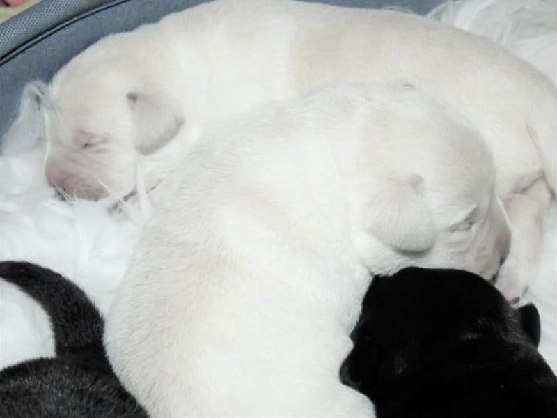 Wir planen Welpen in Schwarz und Gelb zu Anfang Mai