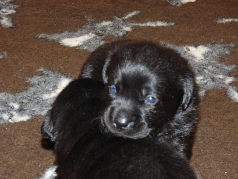 Wir planen Welpen in Schwarz und Gelb zu Anfang Mai