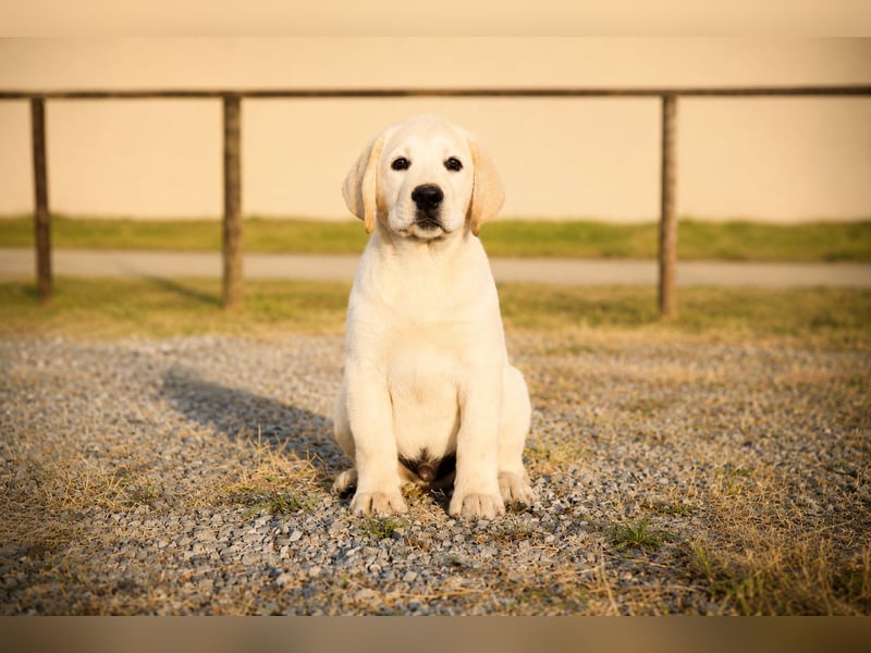 Labrador-Rüde mit Top-Abstammung bereit für sein neues Zuhause!