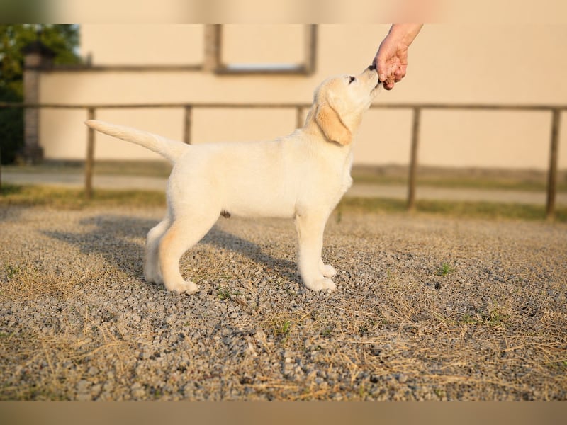 Labrador-Rüde mit Top-Abstammung bereit für sein neues Zuhause!