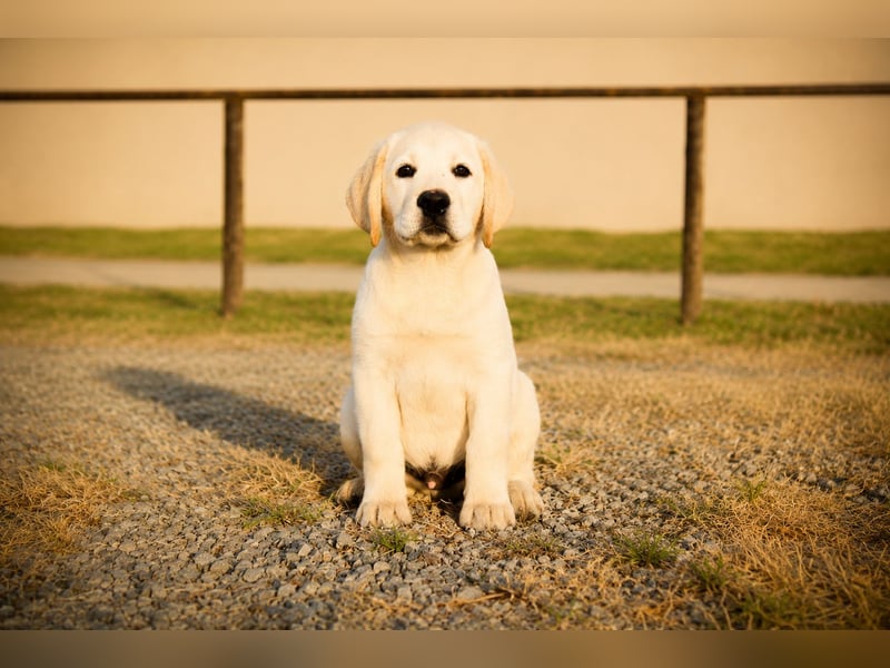 Labrador-Rüde mit Top-Abstammung bereit für sein neues Zuhause!