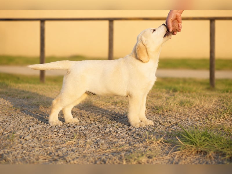 Labrador-Rüde mit Top-Abstammung bereit für sein neues Zuhause!