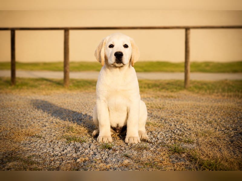 Labrador-Rüde mit Top-Abstammung bereit für sein neues Zuhause!