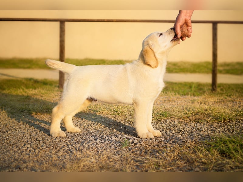 Labrador-Rüde mit Top-Abstammung bereit für sein neues Zuhause!