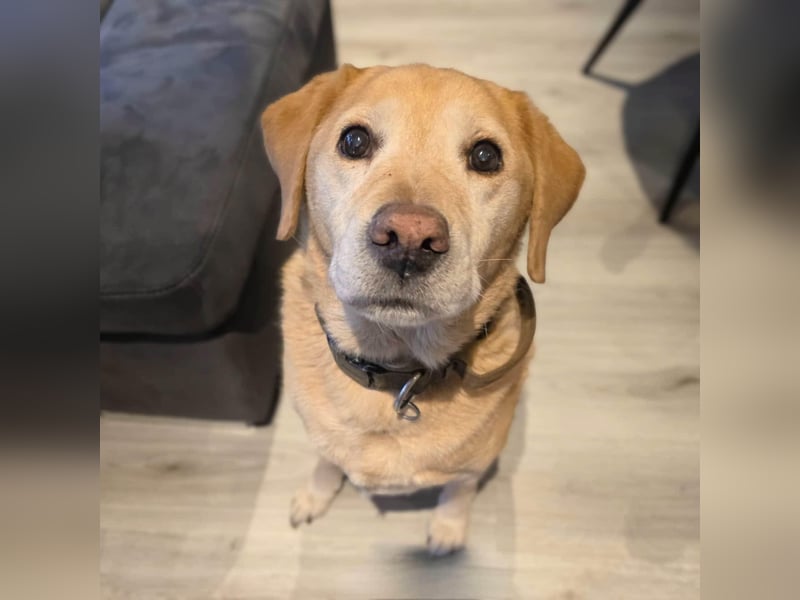 Alt aber oho - fitter Labrador Torte wartet in 12623 Berlin.