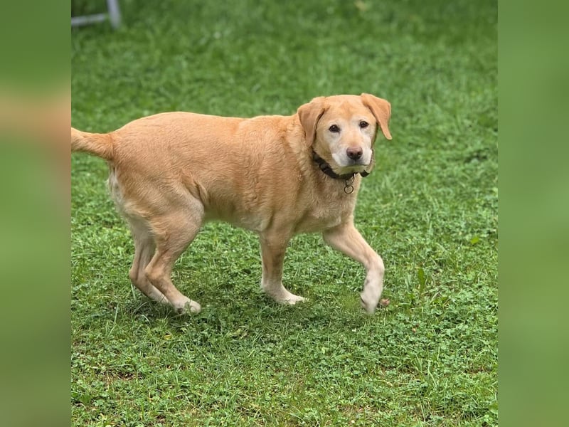 Alt aber oho - fitter Labrador Torte wartet in 12623 Berlin.