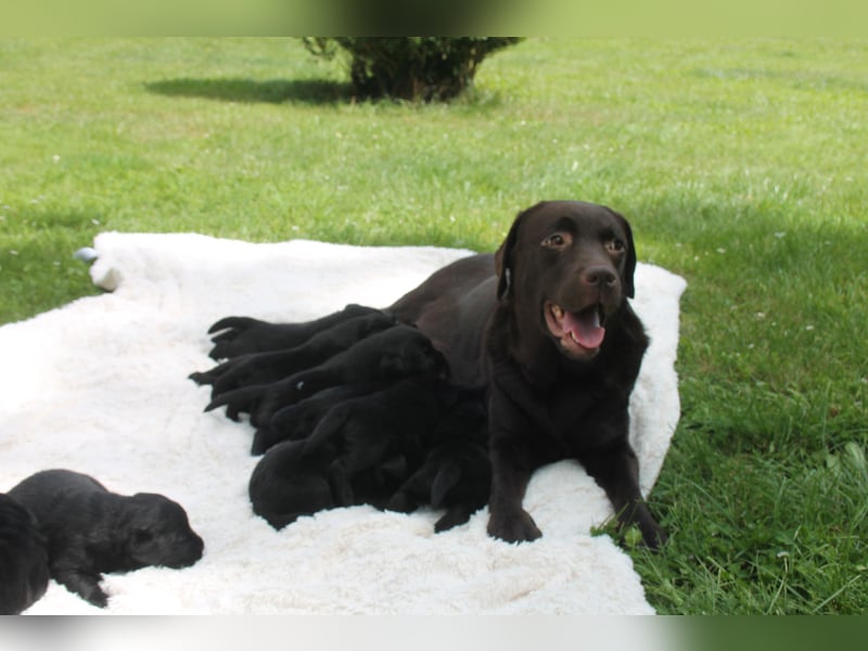 Labrador Welpen