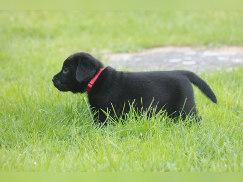 Labrador Welpen