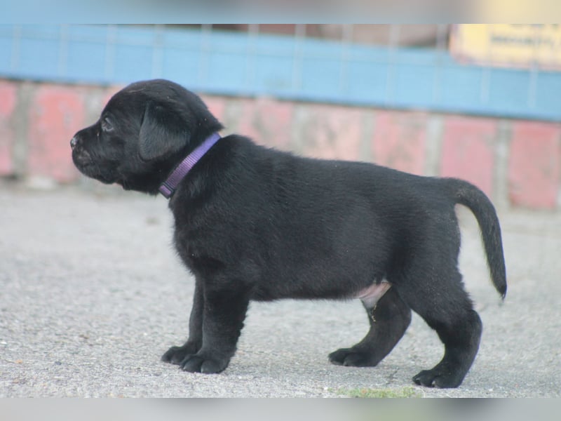 Labrador Welpen