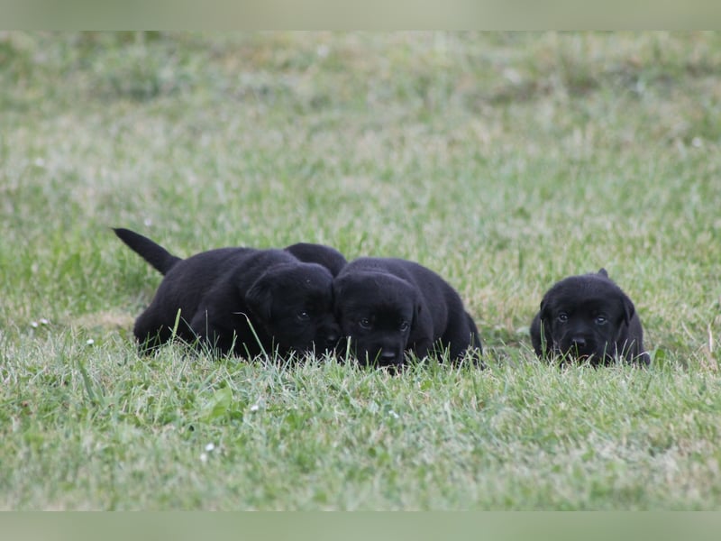 Labrador Welpen