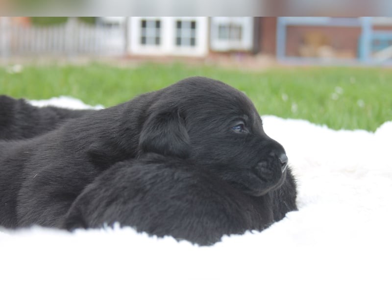 Labrador Welpen