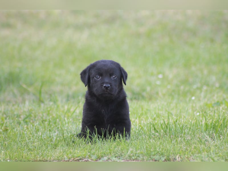 Labrador Welpen