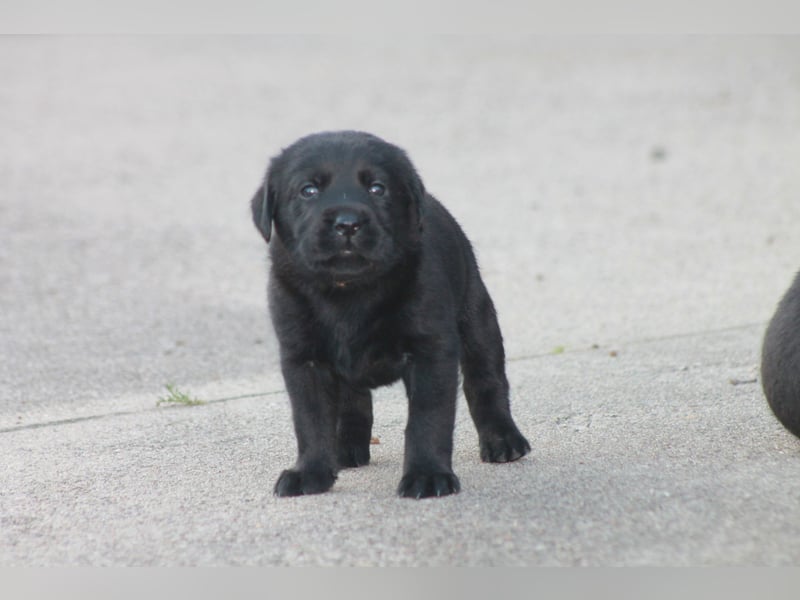 Labrador Welpen