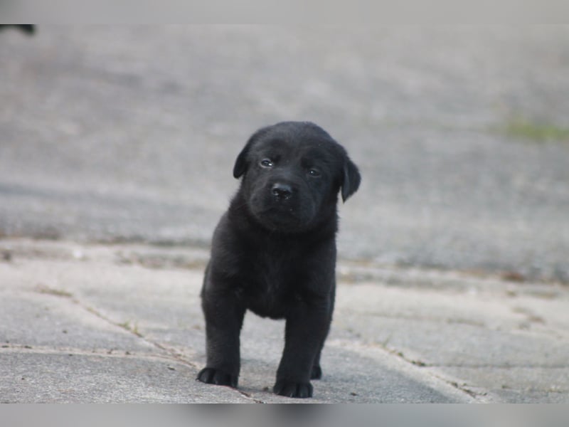 Labrador Welpen