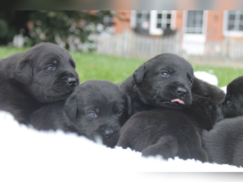 Labrador Welpen