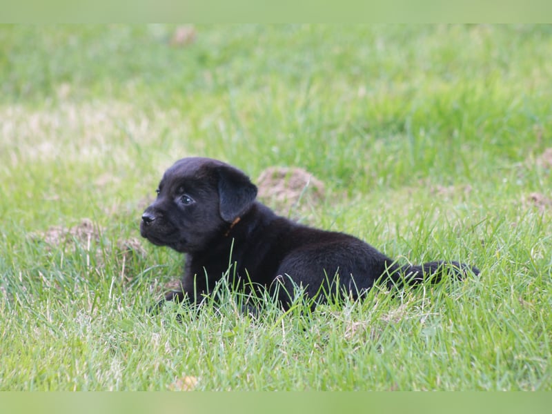 Labrador Welpen
