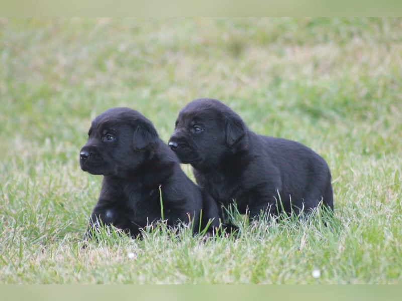 Labrador Welpen