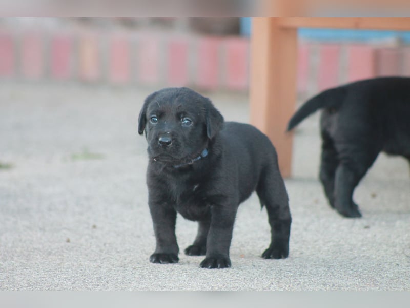 Labrador Welpen