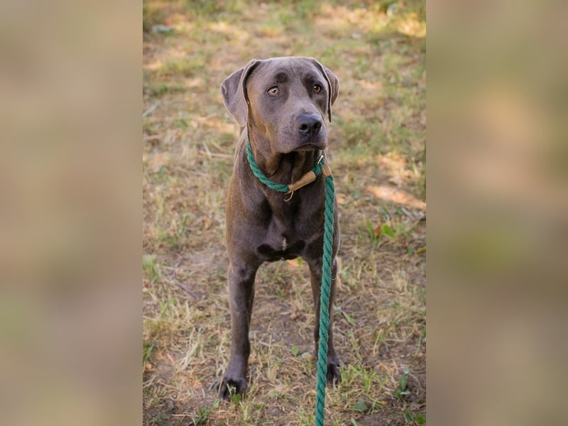 Ash - Der wunderschöne Labradormix Ash sucht ein Zuhause