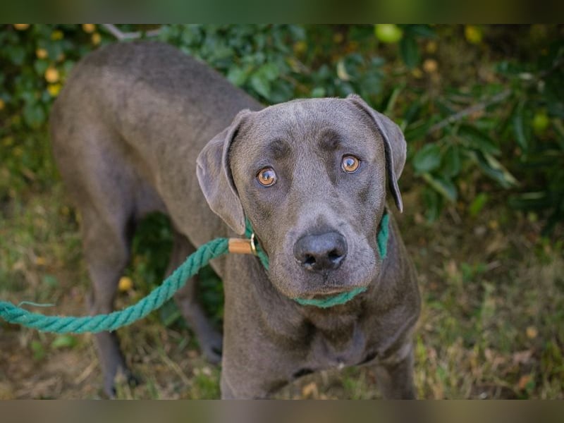Ash - Der wunderschöne Labradormix Ash sucht ein Zuhause