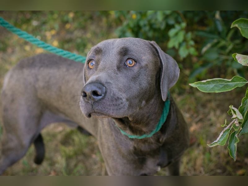 Ash - Der wunderschöne Labradormix Ash sucht ein Zuhause