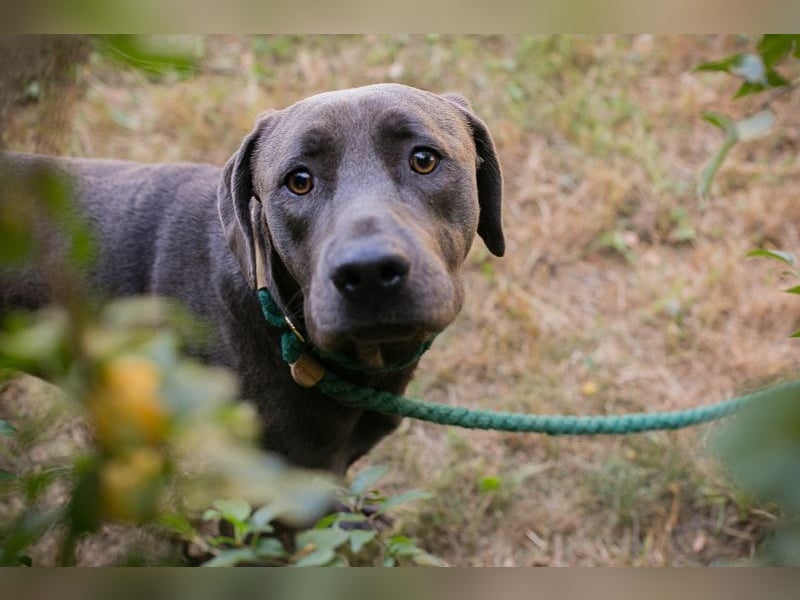 Ash - Der wunderschöne Labradormix Ash sucht ein Zuhause