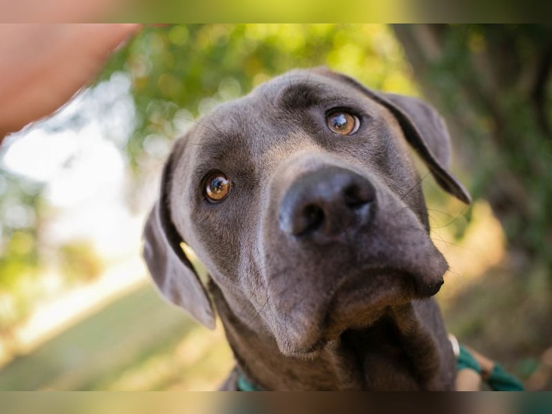 Ash - Der wunderschöne Labradormix Ash sucht ein Zuhause