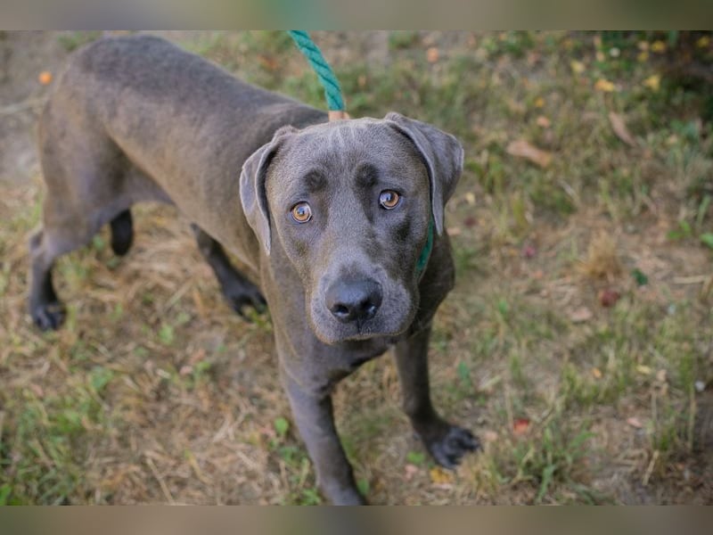 Ash - Der wunderschöne Labradormix Ash sucht ein Zuhause