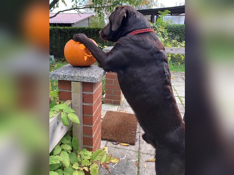 Labrador Deckrüde mit ZZL, decksicher, reinerbig braun chocolate nach FCI Standard, kein Verkauf!