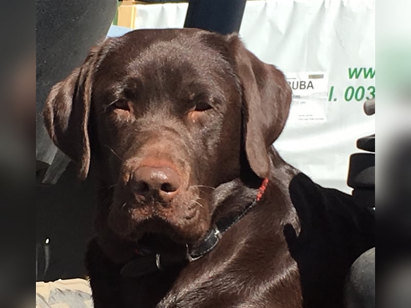 Labrador Deckrüde mit ZZL, decksicher, reinerbig braun chocolate nach FCI Standard, kein Verkauf!