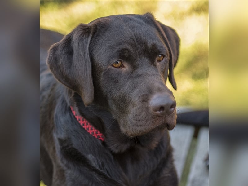 Labrador Deckrüde mit ZZL, decksicher, reinerbig braun chocolate nach FCI Standard, kein Verkauf!