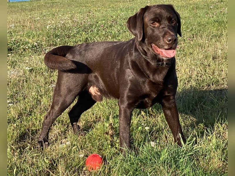 Labrador Deckrüde mit ZZL, decksicher, reinerbig braun chocolate nach FCI Standard, kein Verkauf!