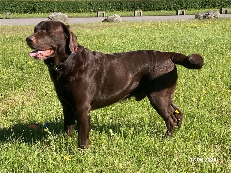 Labrador Deckrüde mit ZZL, decksicher, reinerbig braun chocolate nach FCI Standard, kein Verkauf!