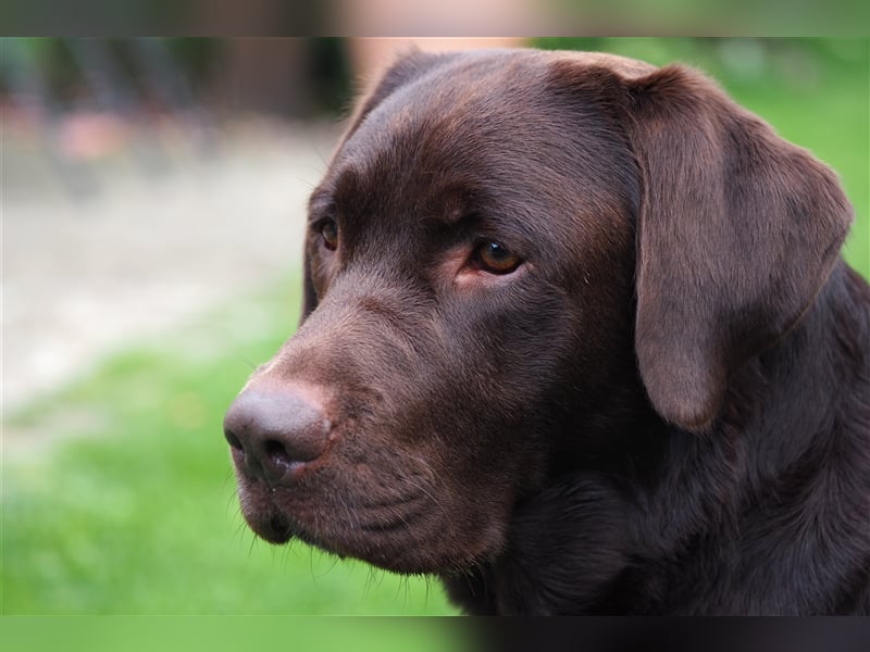 Labrador Deckrüde mit ZZL, decksicher, reinerbig braun chocolate nach FCI Standard, kein Verkauf!