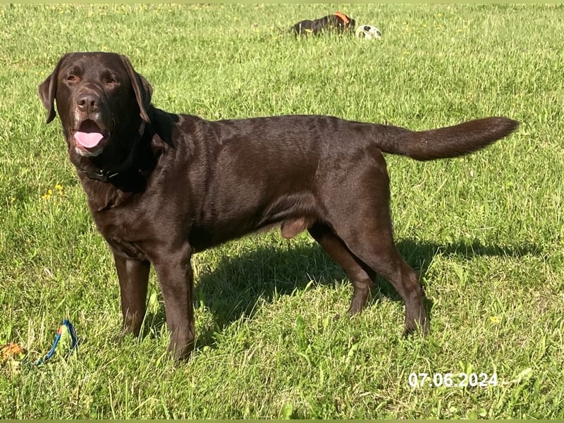 Labrador Deckrüde mit ZZL, decksicher, reinerbig braun chocolate nach FCI Standard, kein Verkauf!