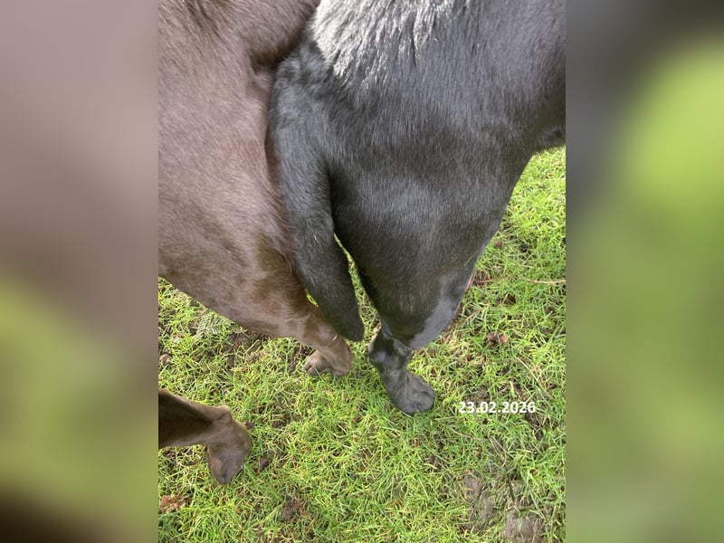Labrador Deckrüde mit ZZL, decksicher, reinerbig braun chocolate nach FCI Standard, kein Verkauf!