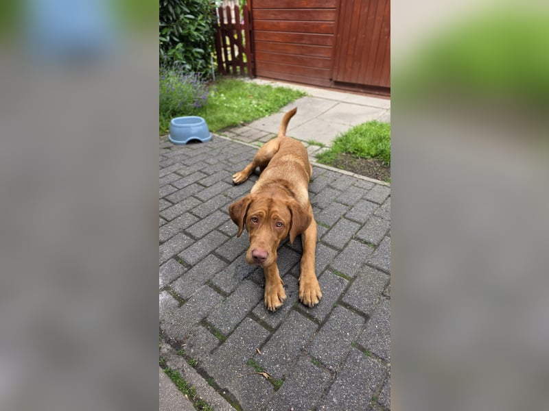 Labrador Rüde - reinrassig,Kinder gewöhnt,Stubenr.,geimpft,entw.