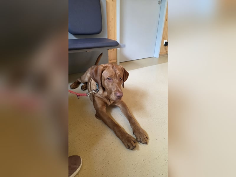 Labrador Rüde - reinrassig,Kinder gewöhnt,Stubenr.,geimpft,entw.