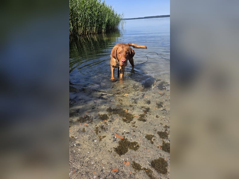 Labrador Rüde - reinrassig,Kinder gewöhnt,Stubenr.,geimpft,entw.