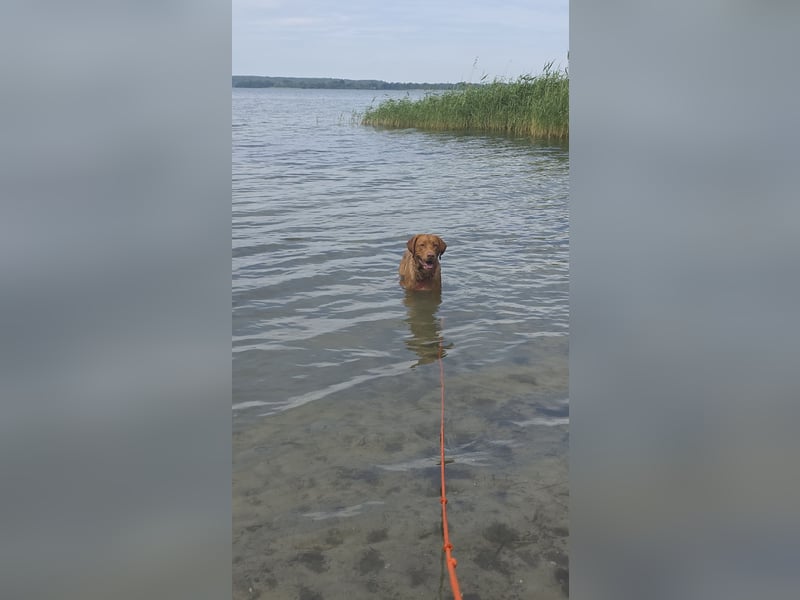 Labrador Rüde - reinrassig,Kinder gewöhnt,Stubenr.,geimpft,entw.