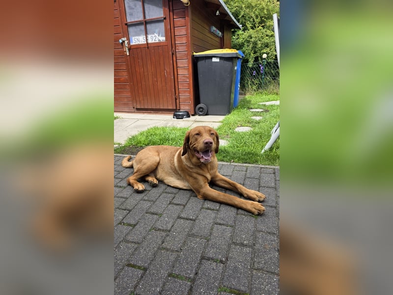 Labrador Rüde - reinrassig,Kinder gewöhnt,Stubenr.,geimpft,entw.
