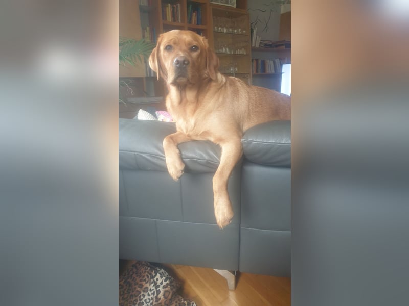 Labrador Welpen Foxred Showlinie