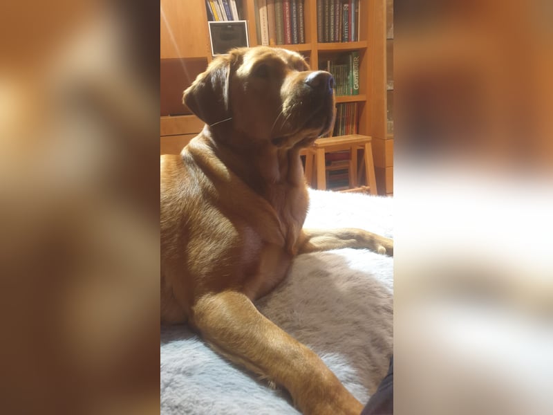 Labrador Welpen Foxred Showlinie