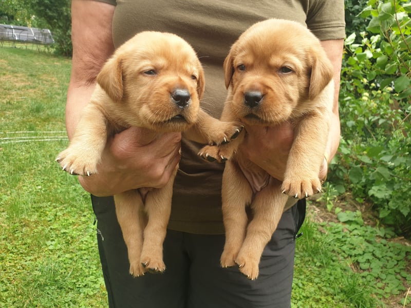 Labrador Welpen Foxred Showlinie